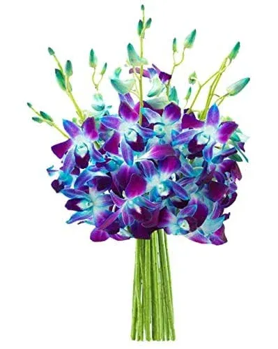 KaBloom PRIME NEXT DAY DELIVERY - Fall Collection - Exotic Sapphire Orchid Bouquet of 10 Blue Orchid with Vase.Gift for Birthday,Anniversary, Get Well, Thank You,Valentine, Mother’s Day Fresh Flowers