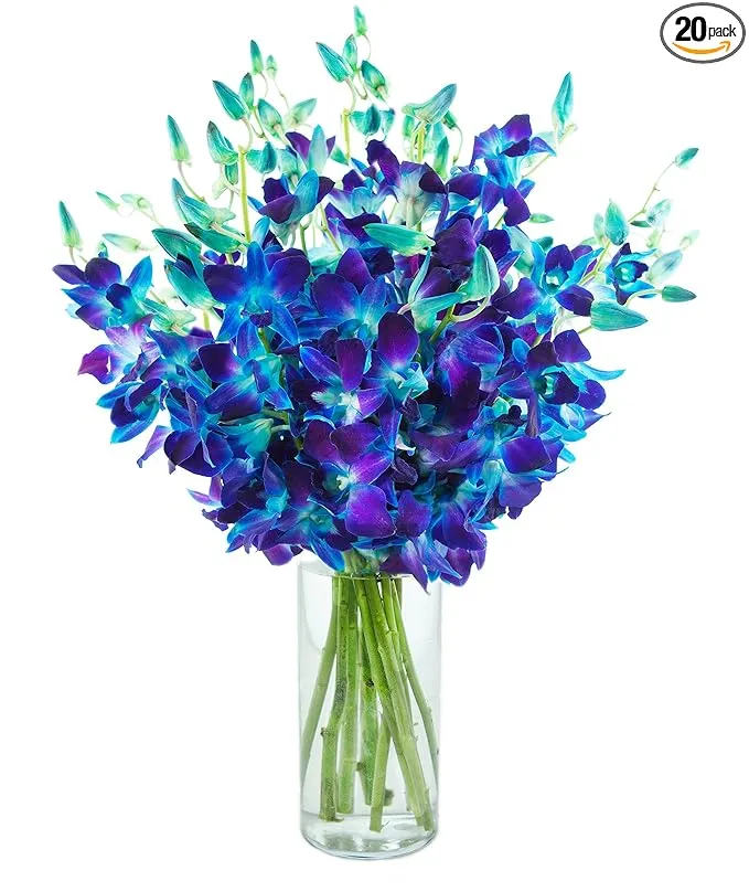 Kabloom Prime Next Day Delivery Fall Collection Exotic Sapphire Orchid Bouquet Of Blue Orchids