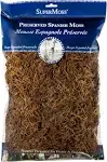 (26972) Spanish Moss Preserved, Coffee, 8Oz (200 Cubic Inch)