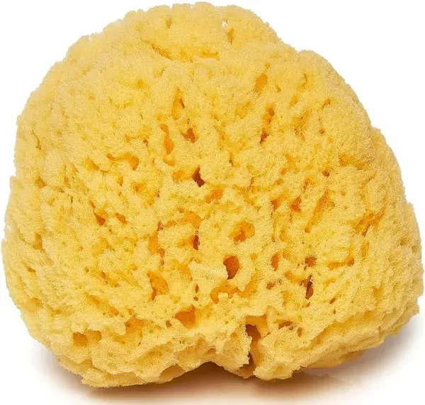 100% Natural Sea Sponge 5-6" by Spa Destinations"Creating The In Home Spa Experience" For the Perfect Bath or Shower Experience. …