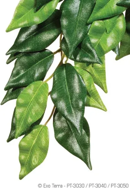 Exo Terra Silk Ficus Plant