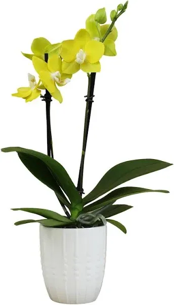 Yellow Phalaenopsis Live Orchid Plant 11-15", White Orchid Pot, Live Plant Gift, Fresh Orchids Plants Live House Plants, Live Plants Indoor Plants Live Houseplants, Plant Lover Gift by Plants for Pets