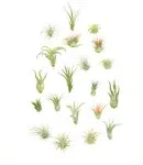 Assorted Mini Air Plant Collection