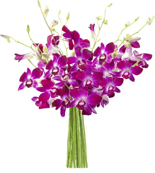 KaBloom PRIME NEXT DAY DELIVERY - Summer Collection - Bouquet of 10 Purple Orchid .Gift for Birthday, Anniversary, Get Well, Thank You, Valentine, Mother’s Day Fresh Flowers