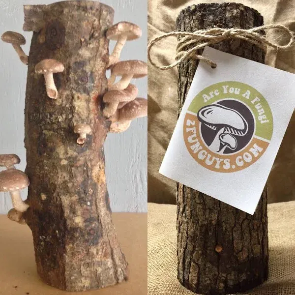 12" Shiitake Mushroom Log Grow Your Own Amazing Edible Mushrooms