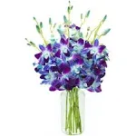 Kabloom Prime Next Day Delivery - Summer Collection - Bouquet of 10 Blue Orchid with Vase for .Gift for Birthday, Anniversary, Get Well, Thank you, VA