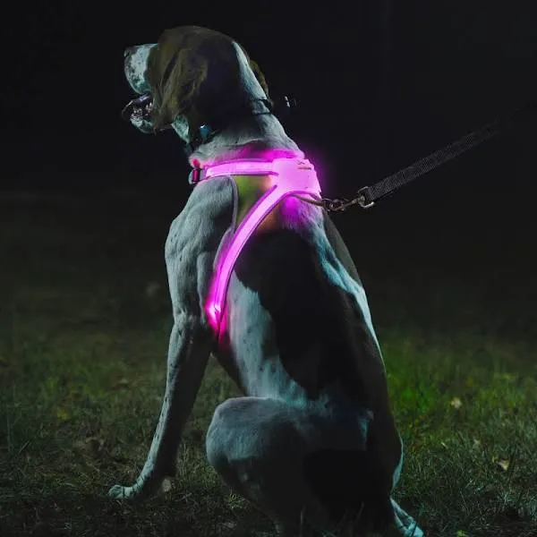 Noxgear LightHound Revolutionary Illuminated Reflective Harness