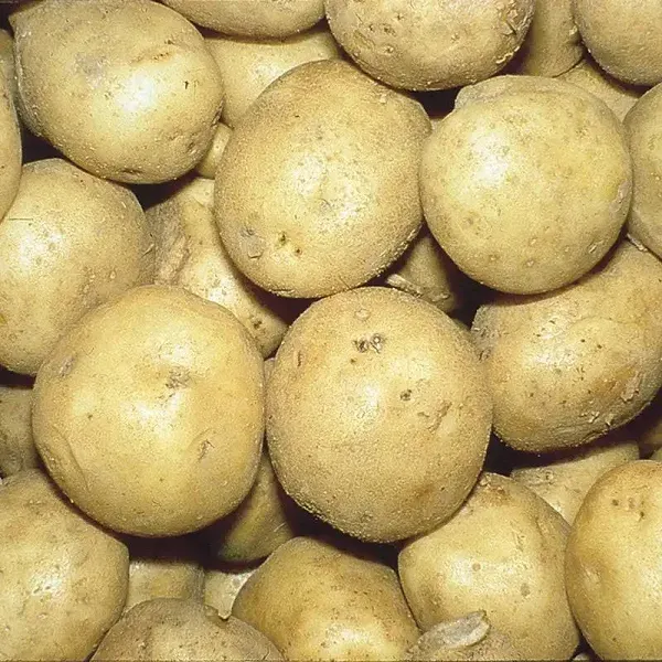 Kennebec Potatoes - 4 lbs