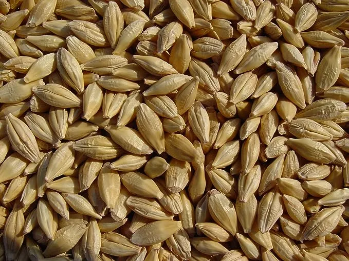 Barley 12 Lbs, Unhulled Barley (Hull Intact), Joseph's Grainery Whole Grain Barley, Non-GMO, Kosher Certified