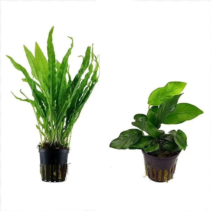 AquaLeaf Aquatics Potted Live Aquarium Plants Bundle