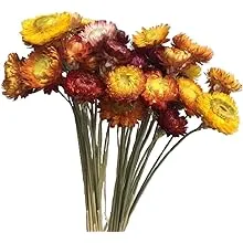 Life in Color Color Life Natural Dried Flower Bouquet