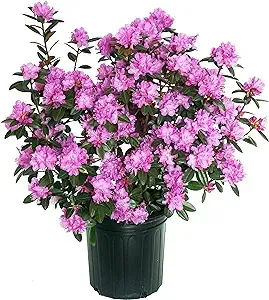 Green Promise Farms RHXPJE02 RHXPJE Live Plant, Rhododendron X PJM Elite Evergreen Lavender Flowers, 2 Gallon