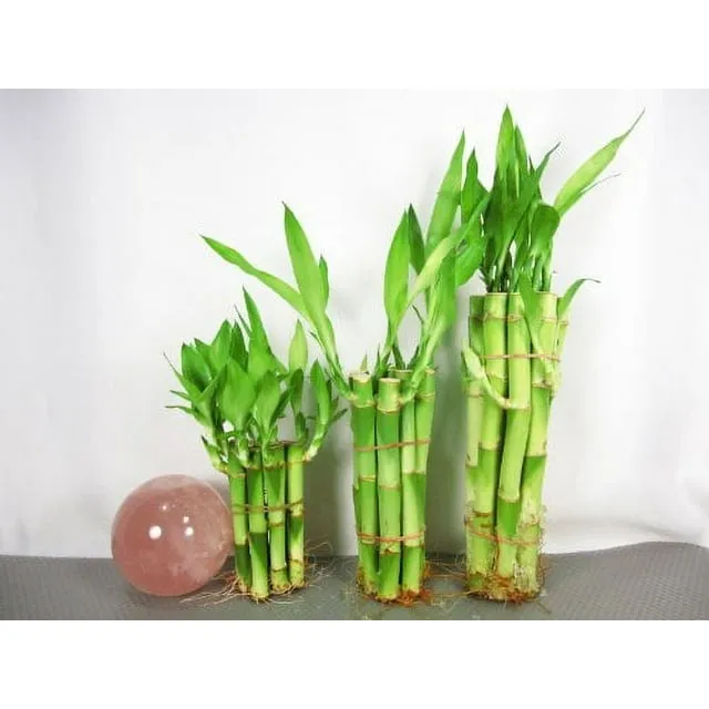 9greenbox: Lucky Bamboo - Set 4x10, 6x10, 8x10