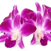 Fresh Loose Purple Dendrobium Orchid Blossoms 50 ct.Fresh Loose Purple Dendrobium Orchid Blossoms 50 ct.