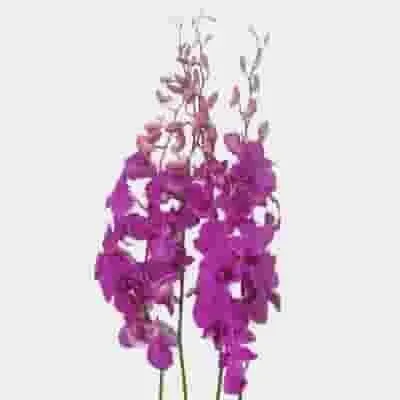 Kejora Fresh Loose Purple Dendrobium Orchid Blossoms 50 ct - for DIY Lei, food & drink decoration