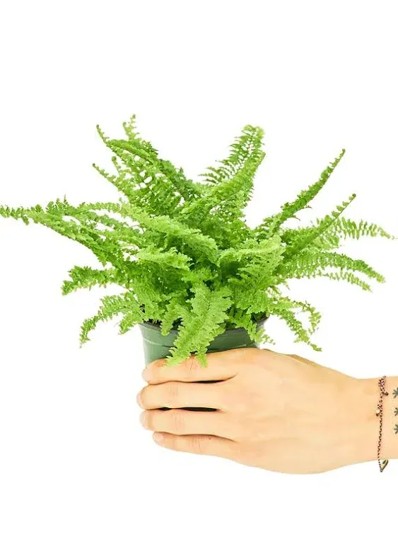 Exo Terra Boston Fern Terrarium Plant