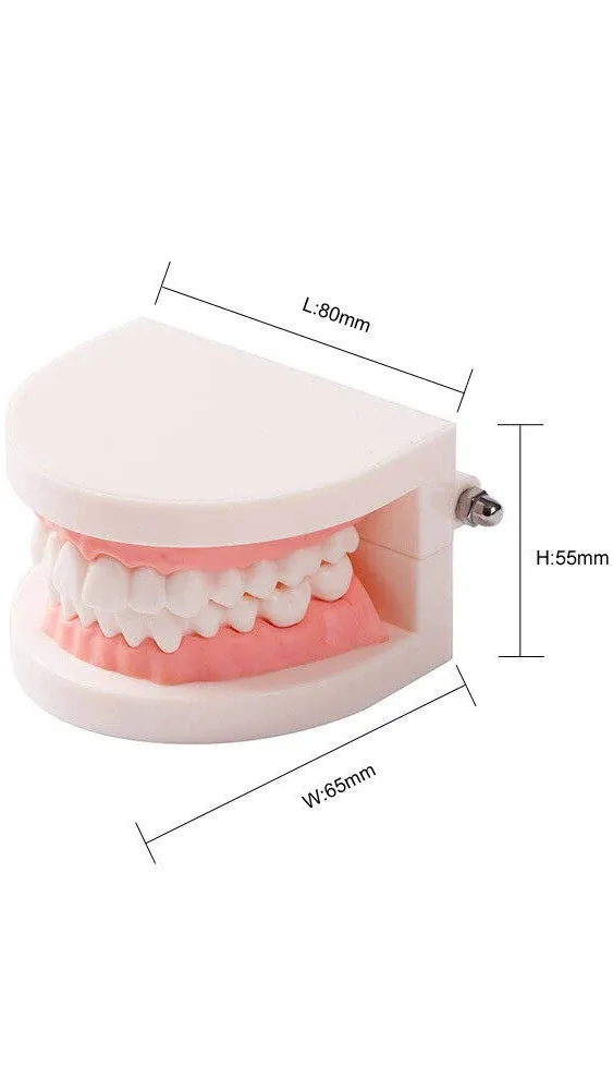 Dental Standard Teeth Model Typodont Demonstration Teaching Adult Model EASYINSM