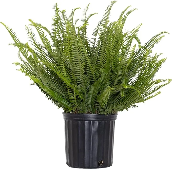 United Nursery Kimberly Queen Fern, Live Indoor and Outdoor House Plant. 26 inch Shipping Size. Shipped in Grower Pot from Our Florida Farm