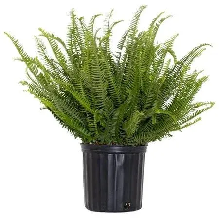 United Nursery Kimberly Queen Fern, Live Indoor and Outdoor House Plant. 26 inch ...