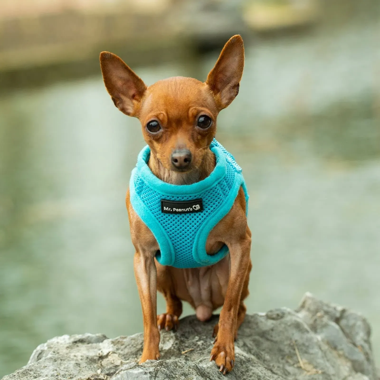 Mr. Peanut's PupTrek Small Dog/Cat Soft Mesh Step in Harness Vest, Blue