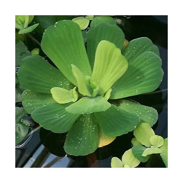 Aquarium Plants Discounts Water Lettuce - Floating Live Pond Plants