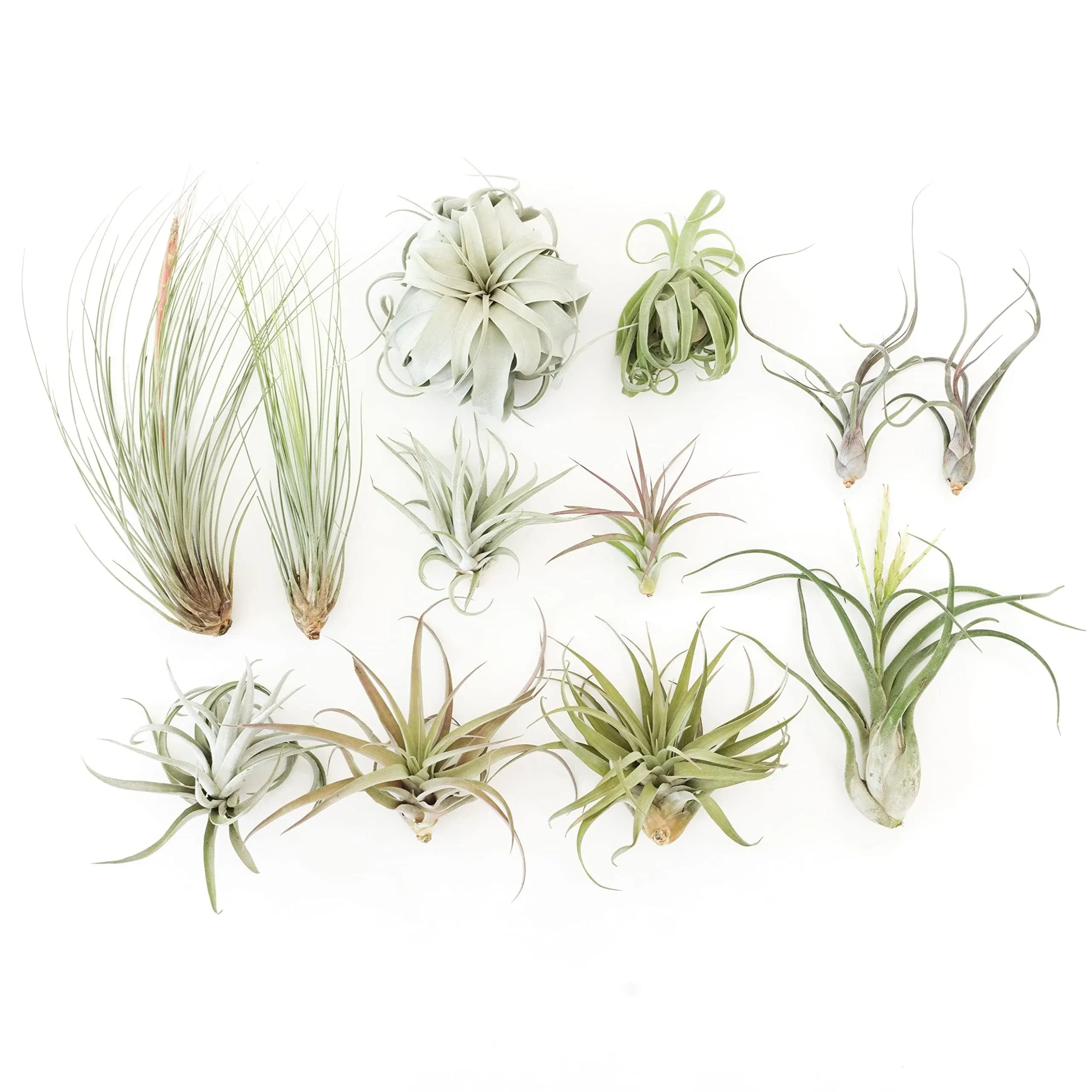 Air plant shop Tillandsia Jumbo Variety Pack air Plants- Wholesale and Bulk - Succulents - Live Tillandsia - Easy Care Indoor and Outdoor House Plants (Pack of 10)