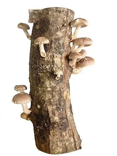 12" Shiitake Mushroom Log Grow Your Own Amazing Edible Mushrooms