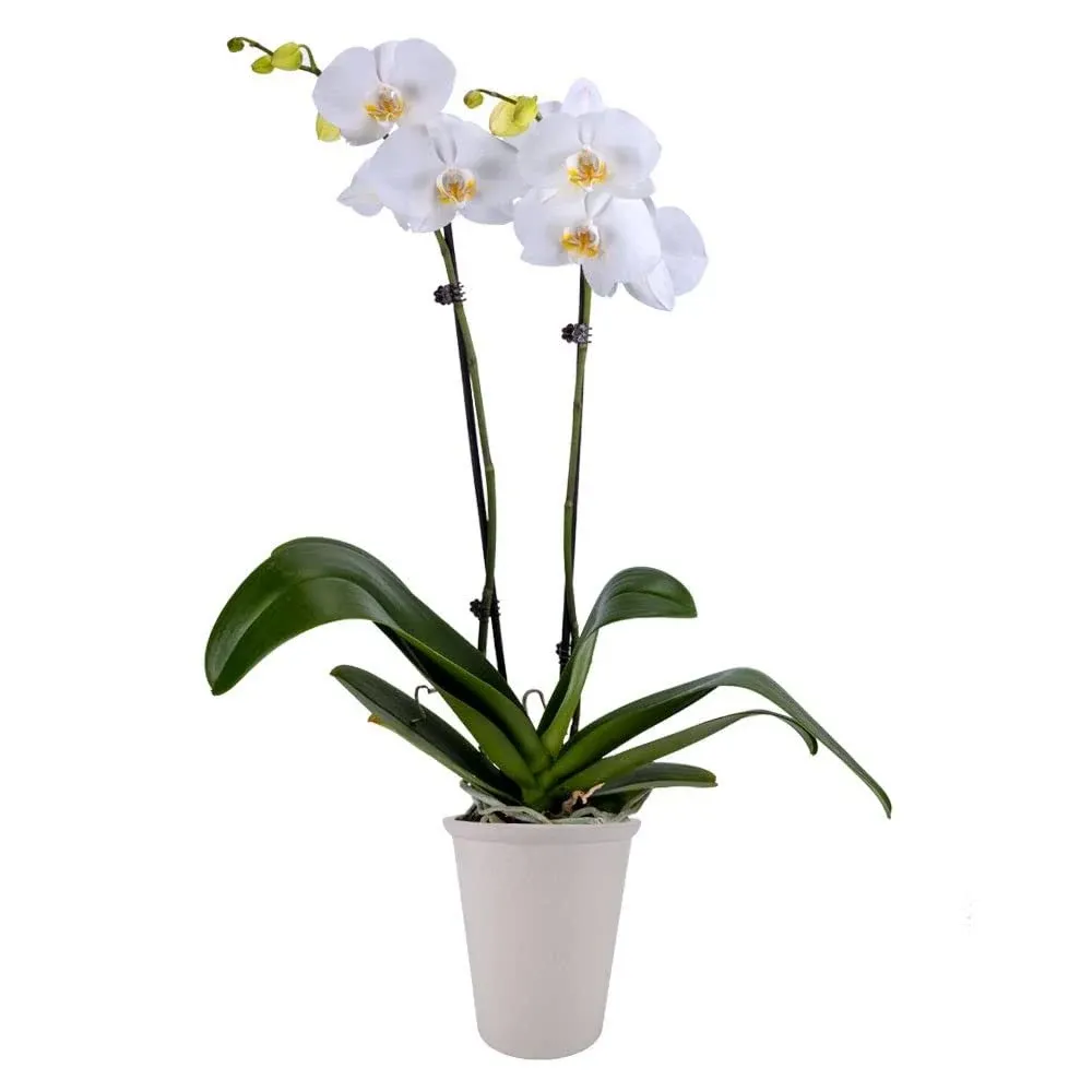 Decoblooms Living White Premium Double Stem Orchid Plant