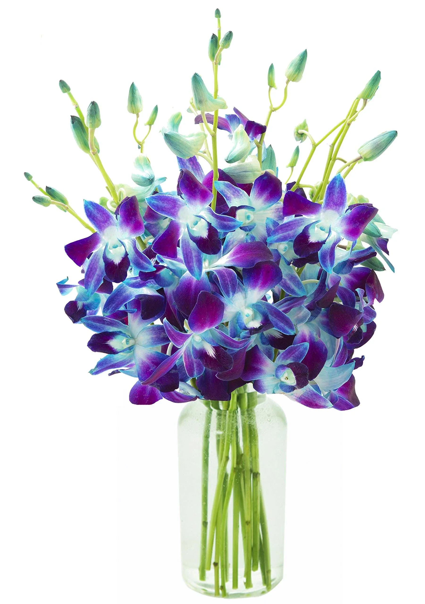 Kabloom Prime Next Day Delivery - Bouquet of 10 Blue Orchid with Vase Flowers for ...