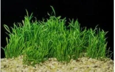 Micro Sword (Lilaeopsis Brasiliensis) potted aquatic plant