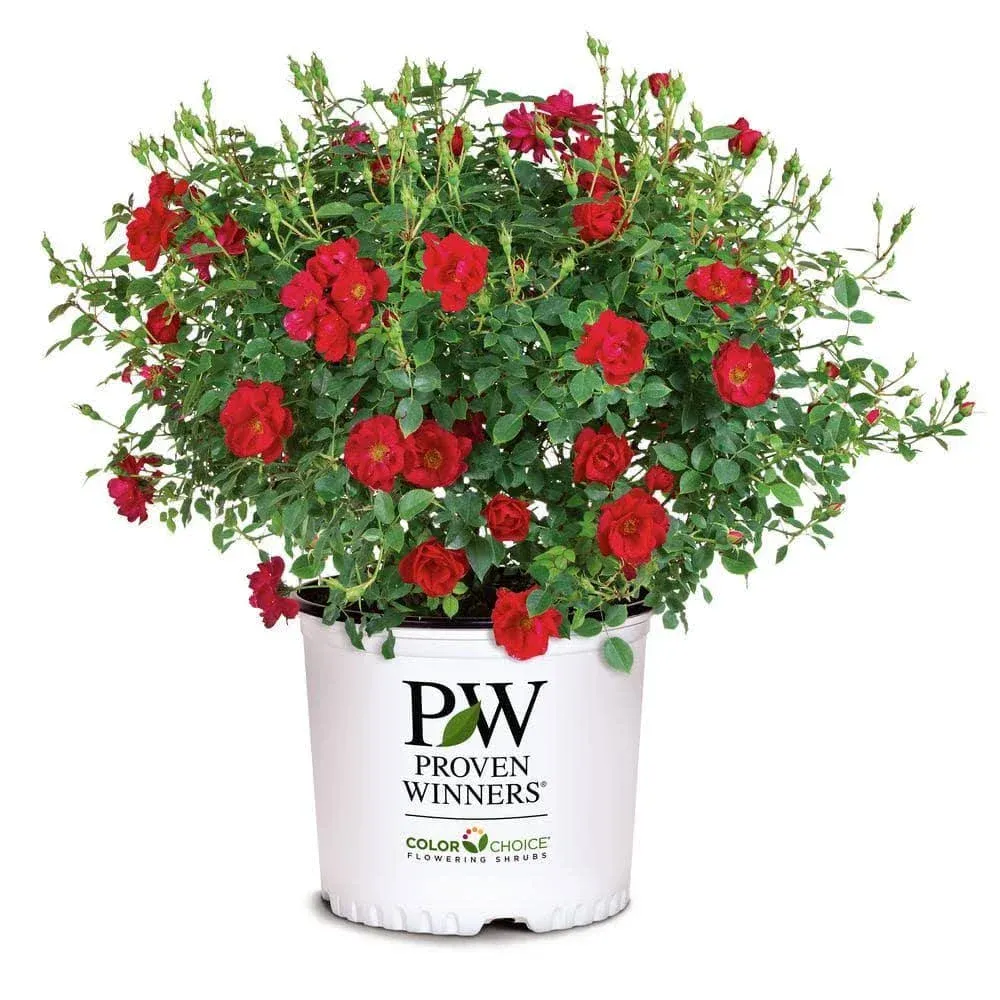 Oso Easy Double Red Rose