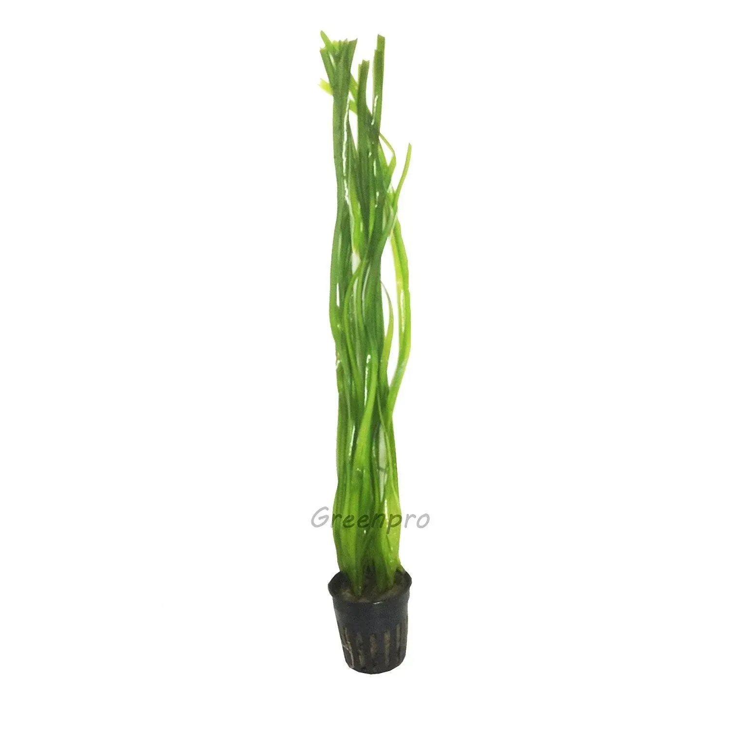 Greenpro Vallisneria Spiralis | Italian Val Potted Live Aquatic Aquarium Plants Pond Tropical Freshwater Fish Tank