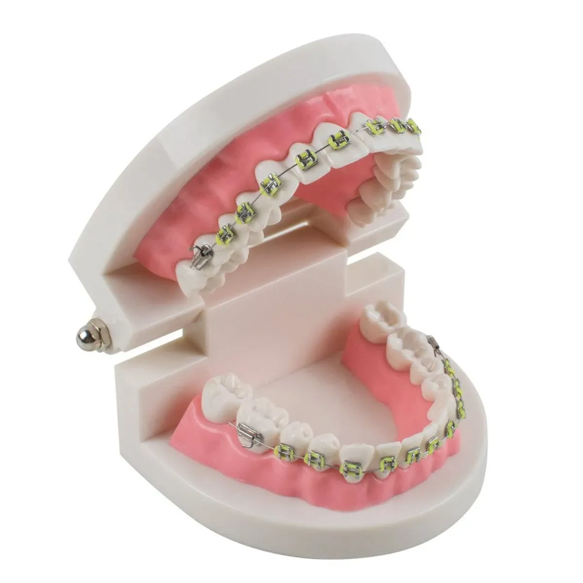 Dental Teach Study Adult Typodont Demonstration Teeth Model with Brackets