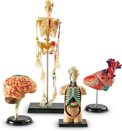 Learning Resources Anatomy Models Bundle Set, Brain, Body, Heart, Skeleton, Classroom Demonstration Tools, Teacher Accessories, Grades 8+, Ages 3+