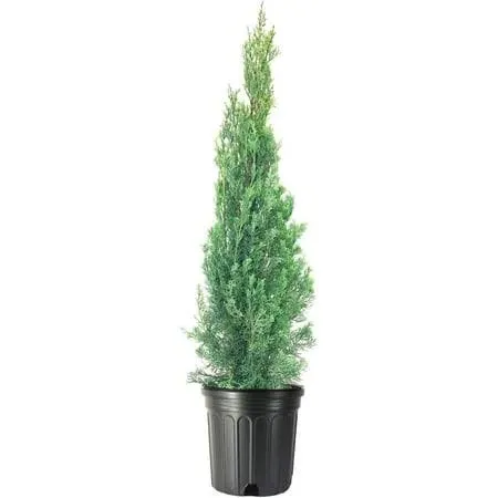 Italian Cypress Tree 3 Extra Large 3 Gallon Trees Cupressus Sempervirens Formal ...