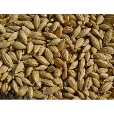 Barley 12 lbs, Unhulled Barley (Hull Intact), Joseph's Grainery Whole Grain Barley, Non-GMO, Kosher Certified