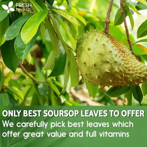 FreshDrinkUS, Premium 40 Soursop Graviola Leaf Tea Bags, 100% Natural+Pure from ...