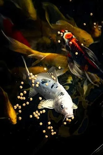Blue Ridge Koi Fish Food 2lb - Koi Food 3/16” Cool Water Wheat, Goldfish Food, Premium Fish Food for Ponds, Ponds Fish Food, Koi Food Fall and Winter Fish Food, Floating Pond Pellets