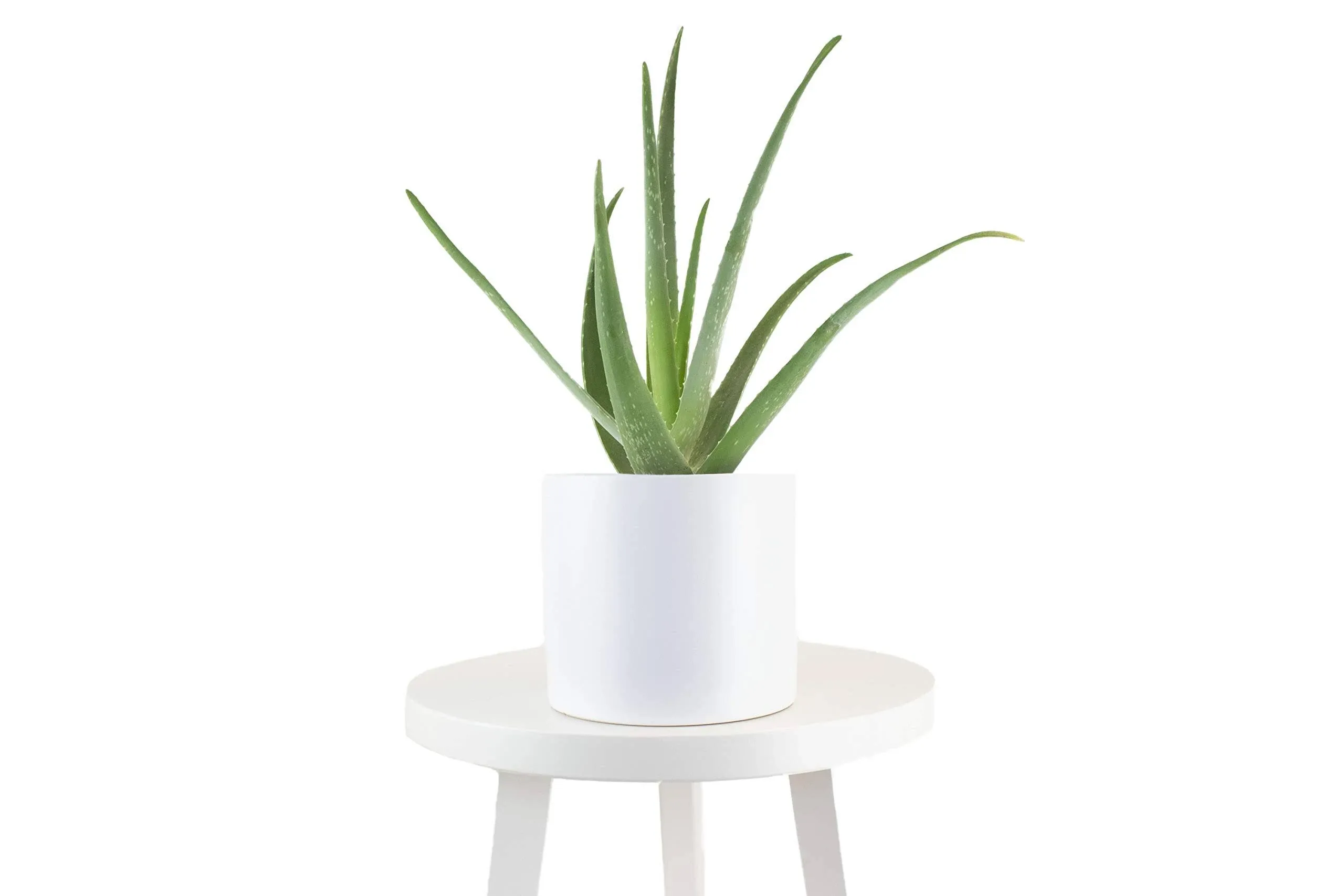 Aloe Vera in 6&quot; Modern Ceramic White Planter Pot