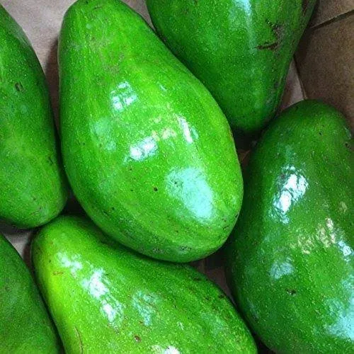 Fresh Large Florida Avocados (3 Pack)