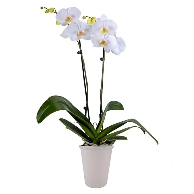 DecoBlooms Living White Premium Double Stem Orchid Plant - 5 inch Blooms - Fresh ...