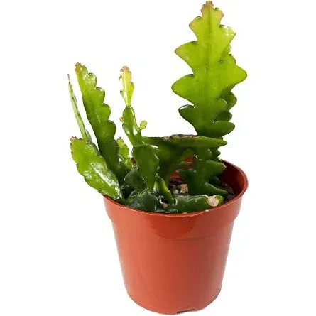 Zig Zag Cactus - 4" from California Tropicals