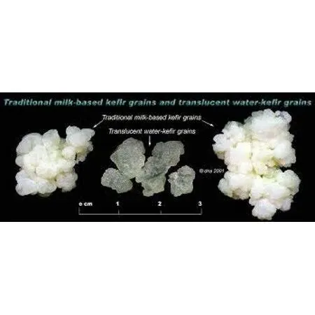 Poseymom Fresh Live Milk Kefir Grains...