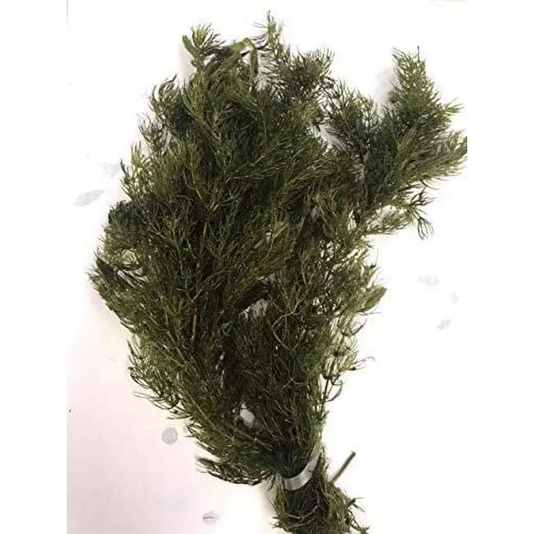 AquaLeaf Aquatics Pond Oxygenating Hornwort Bunch Plants