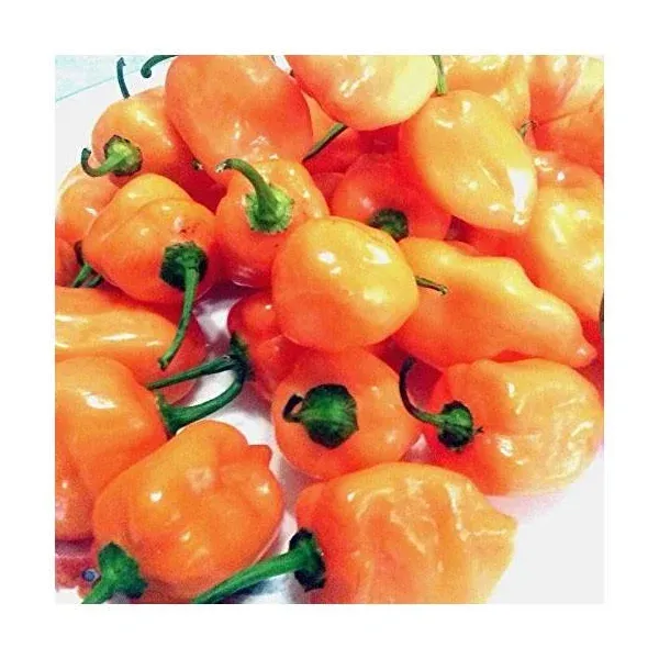 Fresh Habanero Chili Peppers (32 oz. ( 2 lb.))