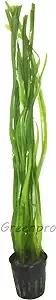 Greenpro Vallisneria Spiralis | Italian Val Potted Live Aquatic Aquarium Plants ...