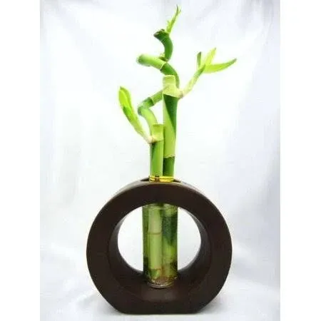 9GreenBox - 3 Style Spiral Lucky Bamboo with Hollow Brown Ceramic Vase