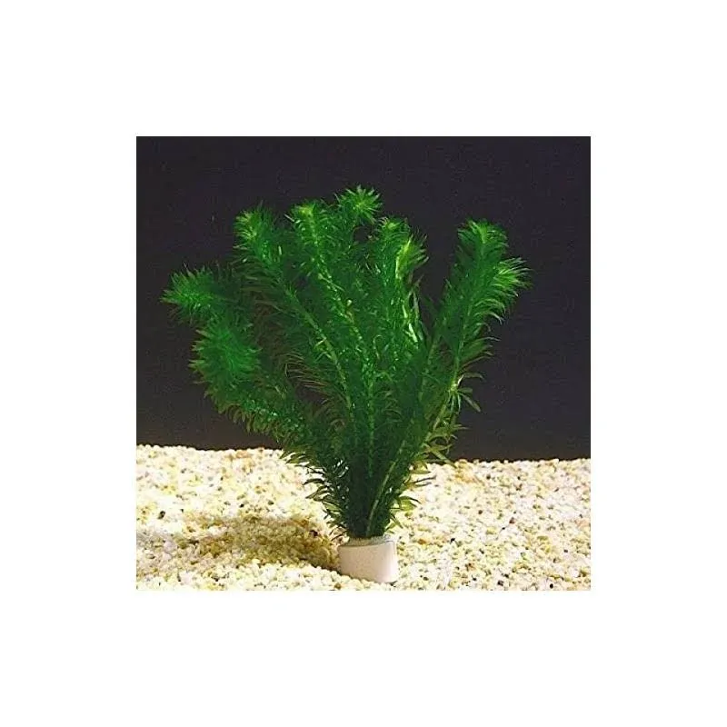 Planterest Anacharis Egeria Elodea Densa Beginner Tropical Live Aquarium Plants Java Moss