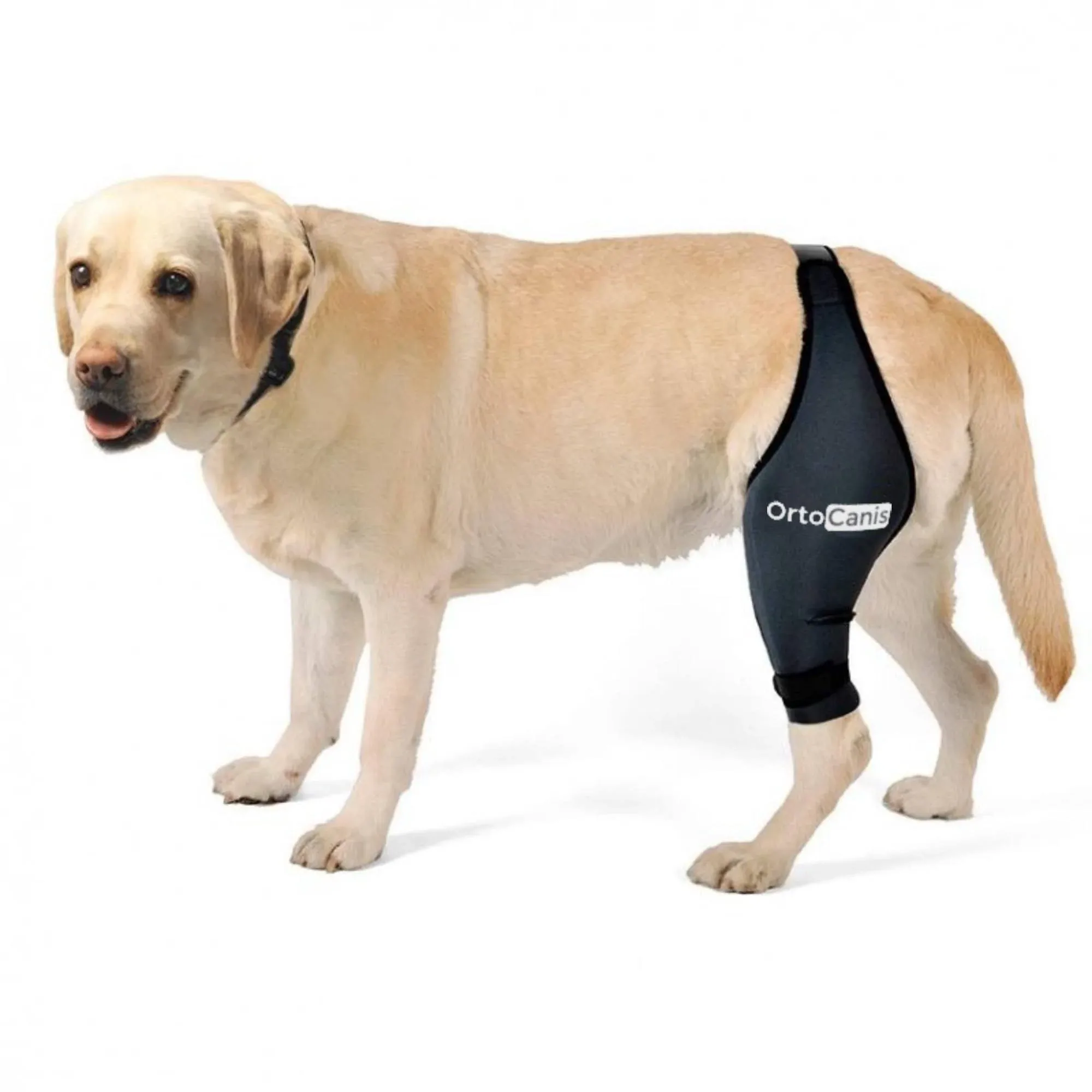 Ortocanis Dog Knee Brace for Torn Acl Hind Leg, Cruciate Ligament Injuries, Patella Dislocation or Osteoarthritis - Dog Acl Knee Brace - Dog Braces for Back Leg for Support (Large, Right Leg)