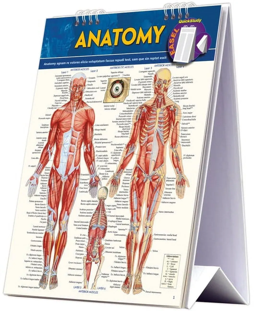 Anatomy Easel Book: A Quickstudy Reference Tool by Vincent Perez: New